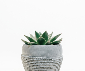 人氣 石蓮花多肉盆栽